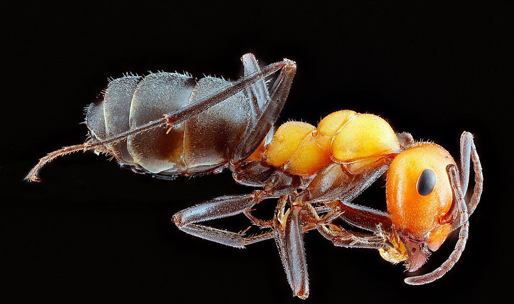 Ant Control service in Mission, TX