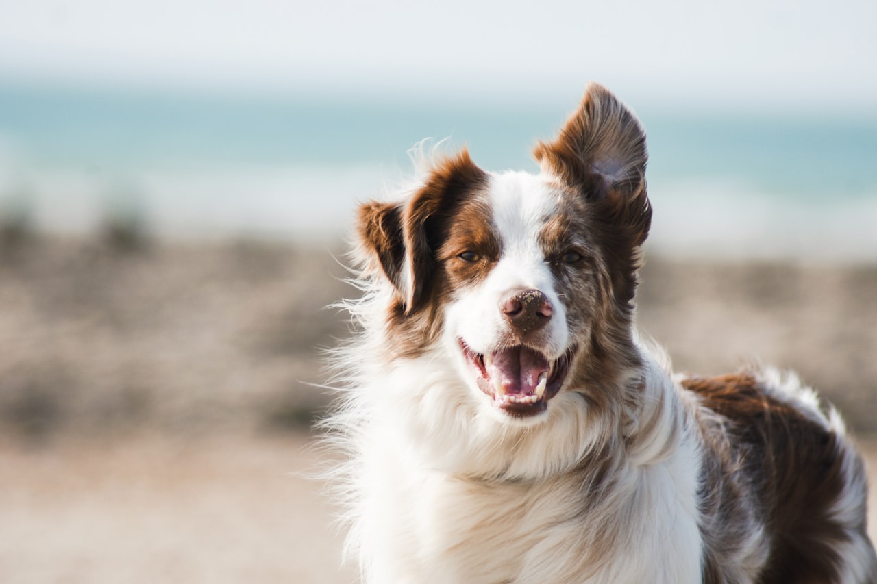 Flea & Tick Control service in Mission, TX