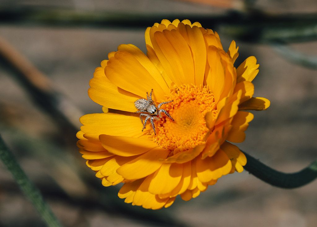 Spider Control service in Mission, TX